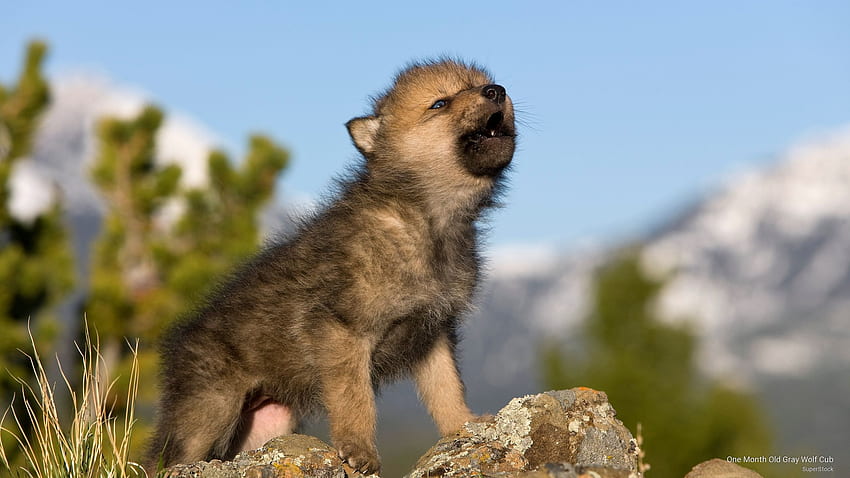 Wildlife Wolves & Foxes, Cute Wolf Puppy HD wallpaper | Pxfuel