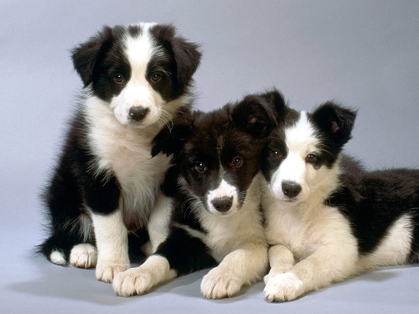 子犬、犬、動物、白、黒、かわいい、子犬、ボーダーコリー、足、トリオ、ケイン 高画質の壁紙