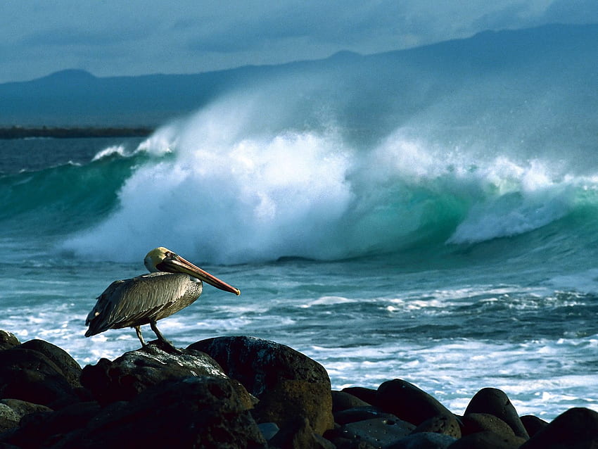 Пеликан на брега, птици, пеликан, плажове, брегова линия, вода, скали, океан HD тапет