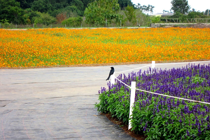 beautiful flower field, flower field, colorful, beautiful, black bird HD wallpaper