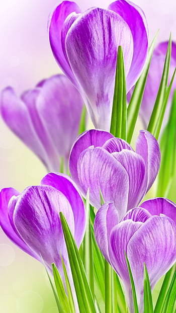 Saffron flower HD wallpapers | Pxfuel