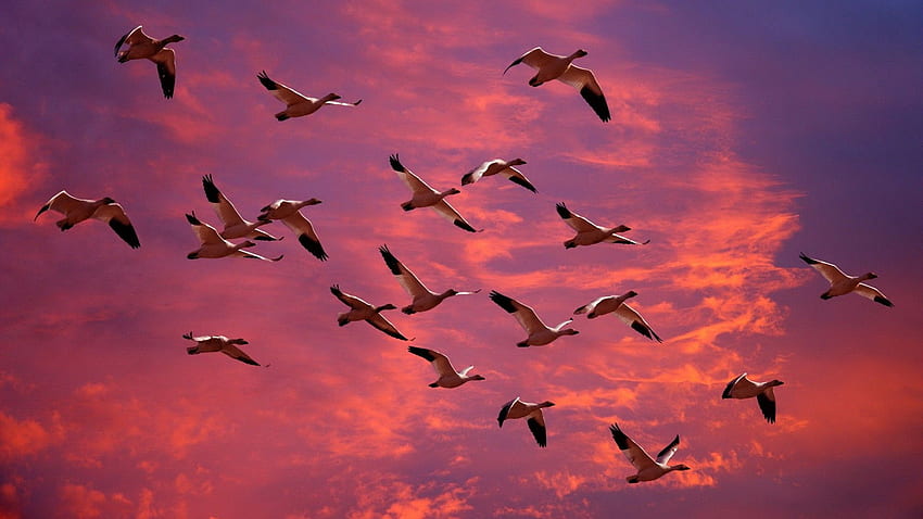 birds, ducks, flying, sky, sunset Full Background HD wallpaper