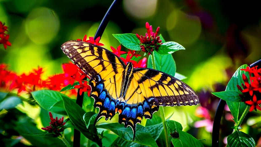 BUTTERFLY, Flowers, Insect, Wings, Leaves HD wallpaper
