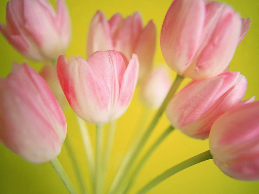 ทิวลิปสีชมพูสวยงาม สีชมพู ดอกไม้ ดอกทิวลิป วอลล์เปเปอร์ HD