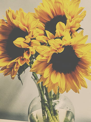 vintage sunflower backgrounds