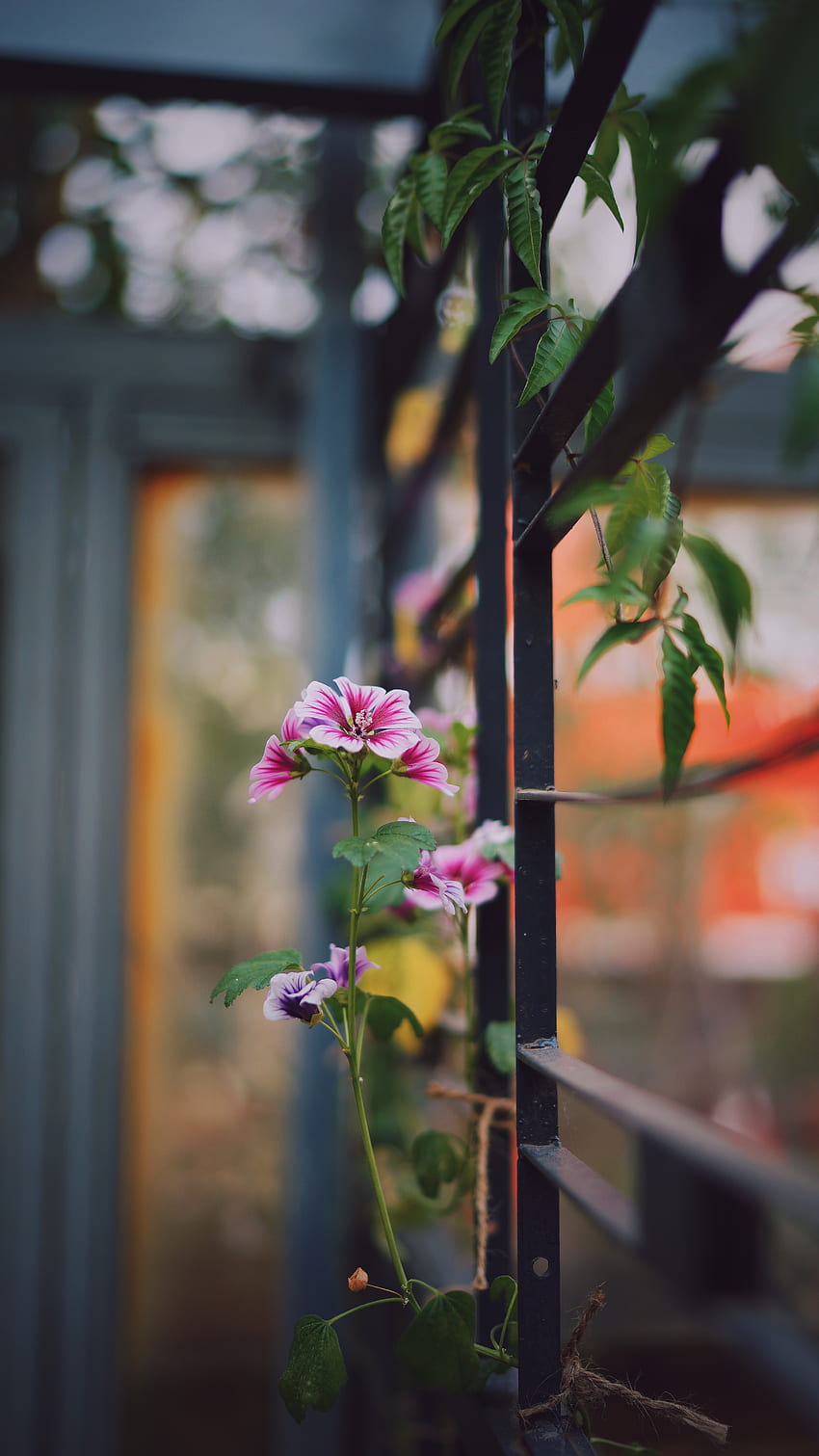 꽃, 꽃, 개화, 정원, 장식 HD 전화 배경 화면