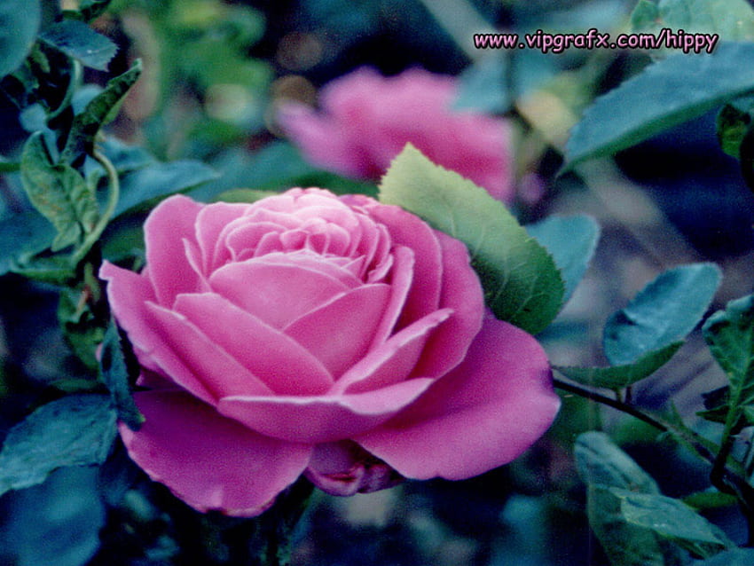 朝のバラ、甘い、朝、色、美しい、素敵、枝、バラ、ピンク、花びら、緑、葉、純粋 高画質の壁紙