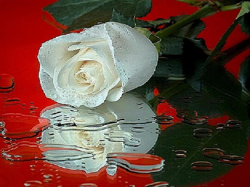 Reflexion über Rot, Rose, Weiß, Liebe, Rot, Romantik, Wasser HD-Hintergrundbild