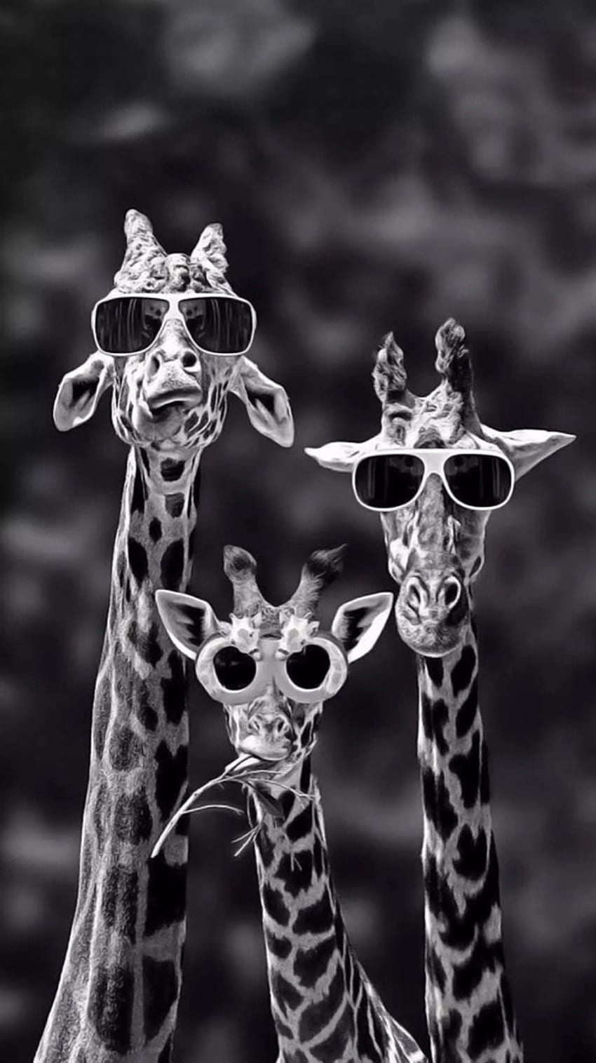 iPhone, Hipster-Giraffe HD-Handy-Hintergrundbild