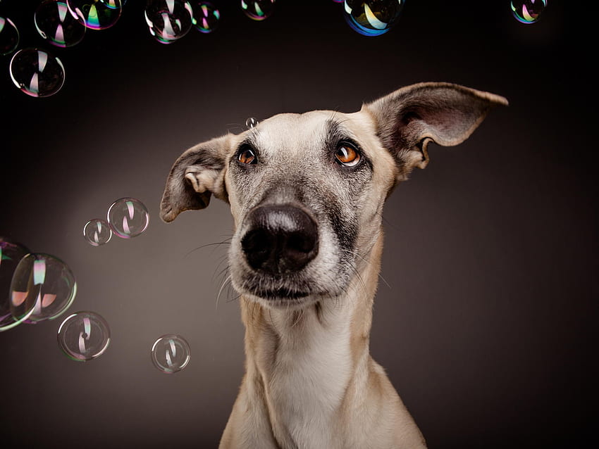 Animals, Bubbles, Dog, Surprise, Astonishment, Bubble HD wallpaper