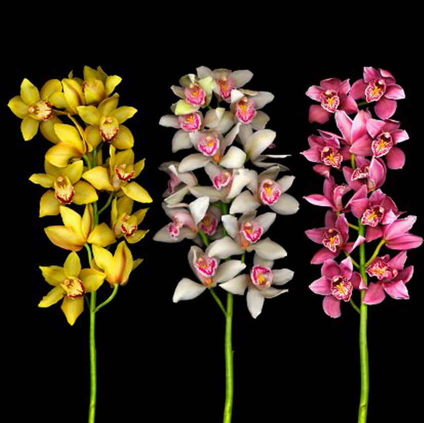 орхидея, колоритен, екзотичен, цвете HD тапет