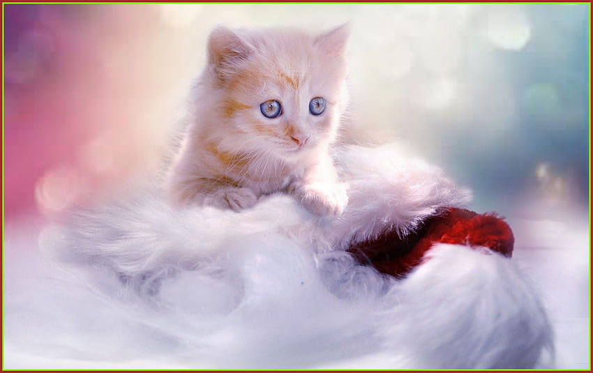 Cute white kitten backgrounds HD wallpapers | Pxfuel