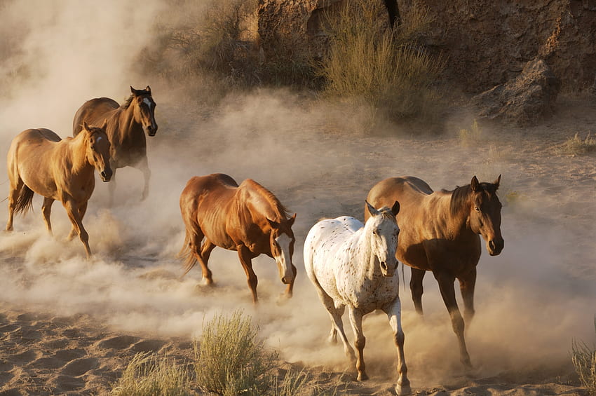 Animals, Horses, Dust, Herd, Run Away, Run HD wallpaper