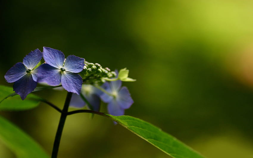 Blumen, Flieder, Violett, Makro HD-Hintergrundbild