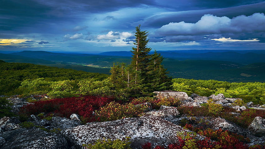 Stormy skies and flagged spruce in the West Virginia highlands, sky, rocks, landscape, trees, clouds, usa HD wallpaper