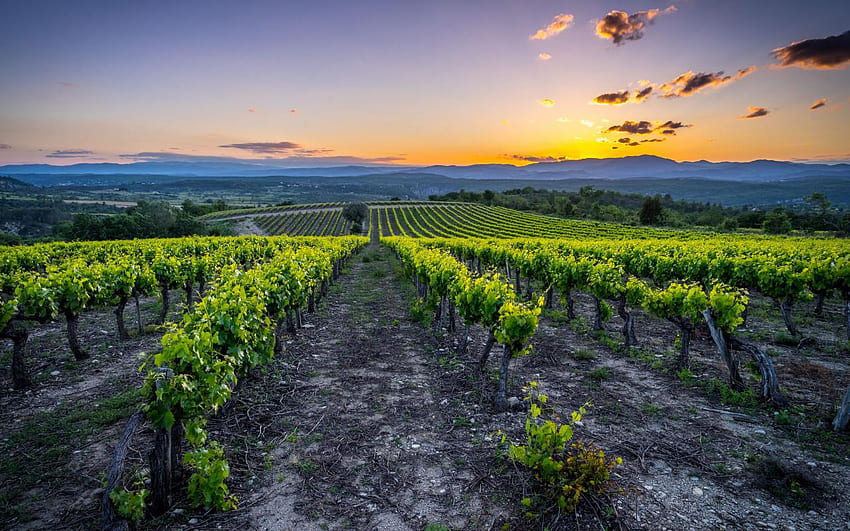 Reiseführer für die Sommerferien in Frankreich: Essen und Wein, Weinberge in Frankreich HD-Hintergrundbild