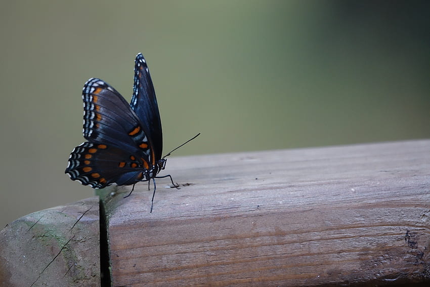 zwierzęta, wzory, owady, motyle, skrzydła Tapeta HD