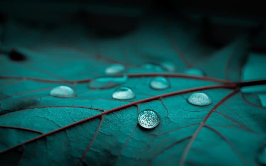 Water Droplets, Water Drops HD wallpaper