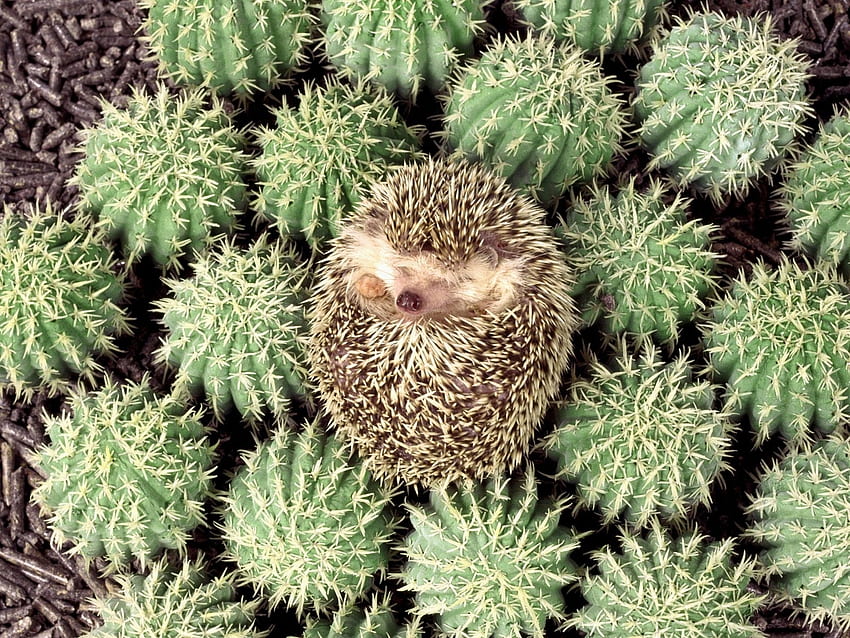 Animales, Erizos, Cactus fondo de pantalla