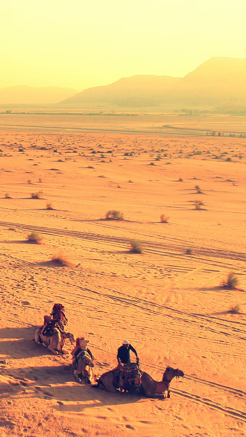 Desert Camel iPhone HD phone wallpaper