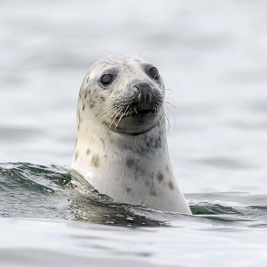 Тюлен в морето, сухоземно животно, мустаци HD тапет за телефон