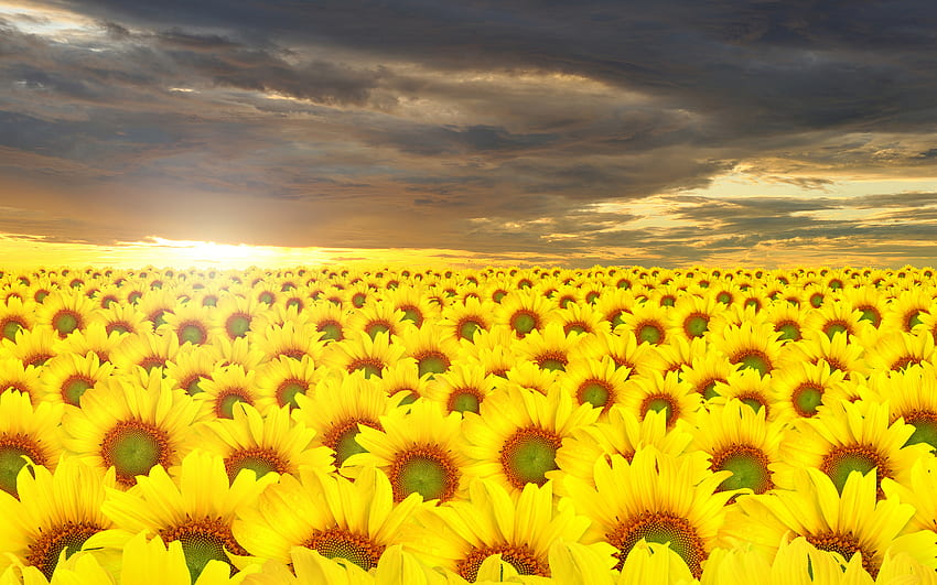 Sunflowers at Dawn, incrível, bom, raio de sol, fundo, cenário, pétalas, brilho do sol, panorama, amanhecer, verde, campos, computador, natureza, paisagem, ensolarado, manhã, ouro, margaridas, beleza, folhagem, cena, tarde , tapete, amarelo, horizonte, , cena, PC, hora, girassóis, cenário, beije, pôr do sol, paisagem, cenário, Visão, widescreen, tempestade, azul, natural, alta definição, , incrível, dom, dourado, céus, alto resolução, pistilos, jardim, nascer do sol, lindo, , cinza, raios solares, salto, margarida, legal, nuvens, paisagem, céu, flores, tarde papel de parede HD