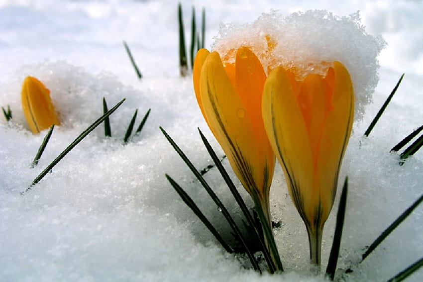 Spring Renewed, 크로커스, 봄, 눈, 노랑 HD 월페이퍼