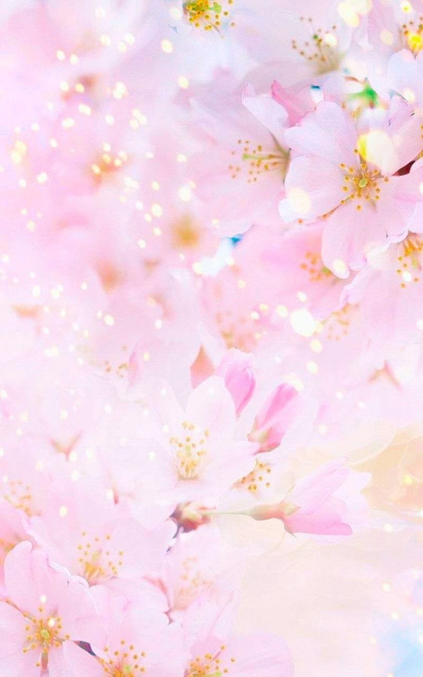 Sakura , Earth, Spring, Blossom, Pastel, Pink, Sunny, Flower • For You ...