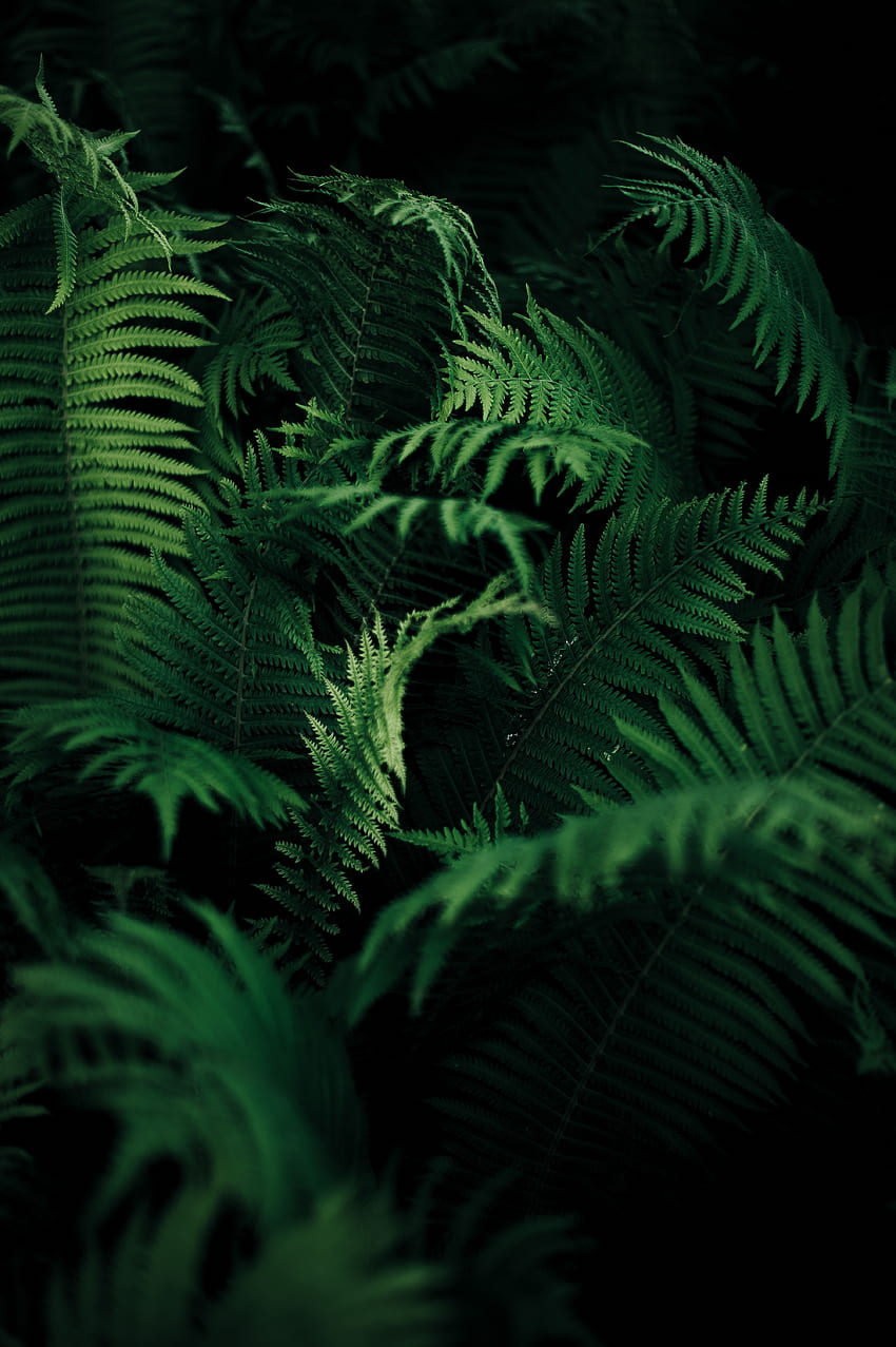 Leaves, Plant, Macro, Fern, Carved, Vegetation HD phone wallpaper