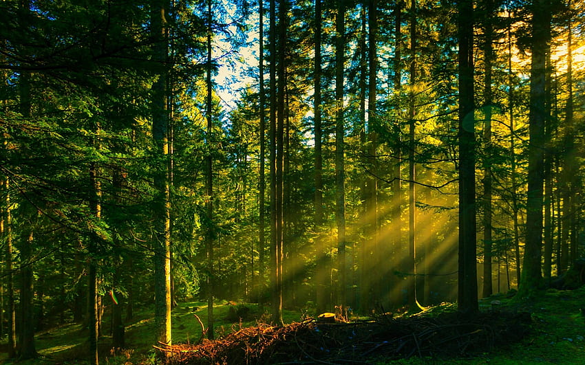 Sunlight thru the trees - Forest, rays, sunbeam, sunlight, green, trees, nature, forests, dark, light HD wallpaper