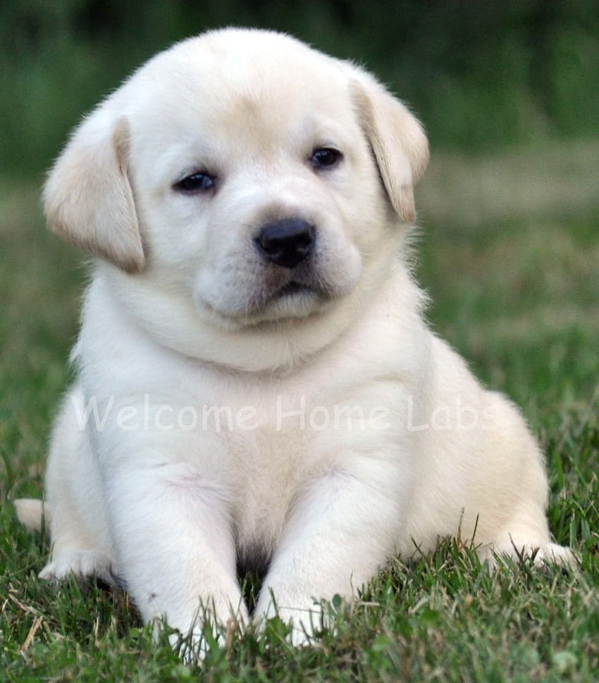 Fette gelbe Labradorwelpen - -, Fetter Hund HD-Handy-Hintergrundbild