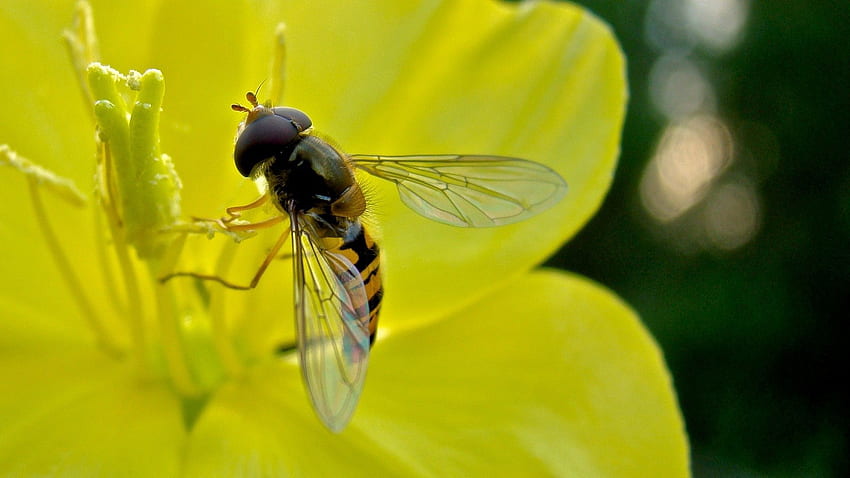 kwiat, makro, owad, lot, pszczoła, zapylanie Tapeta HD