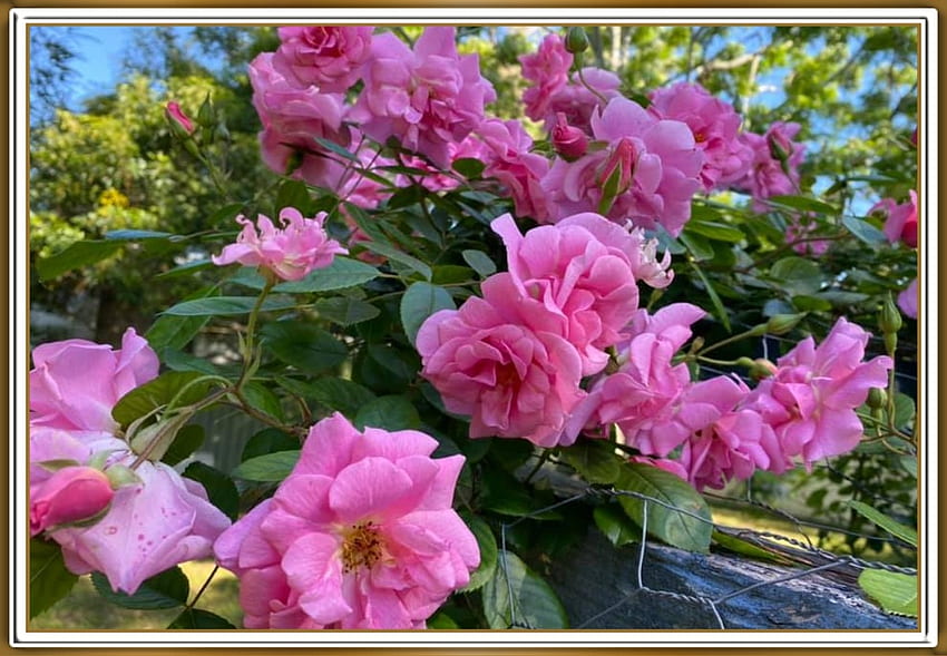 CLIMBING ROSE, PRETTY, NATURE, FLOWERS HD wallpaper