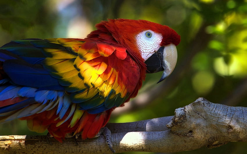 Animals, Parrots, Bird, Branch, Macaw HD wallpaper