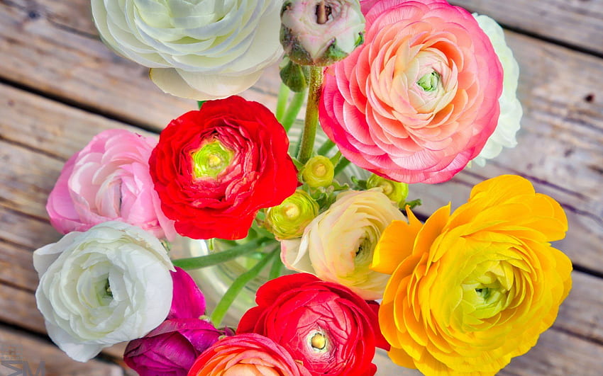 bright bouquet, buttercup, ranunculus HD wallpaper