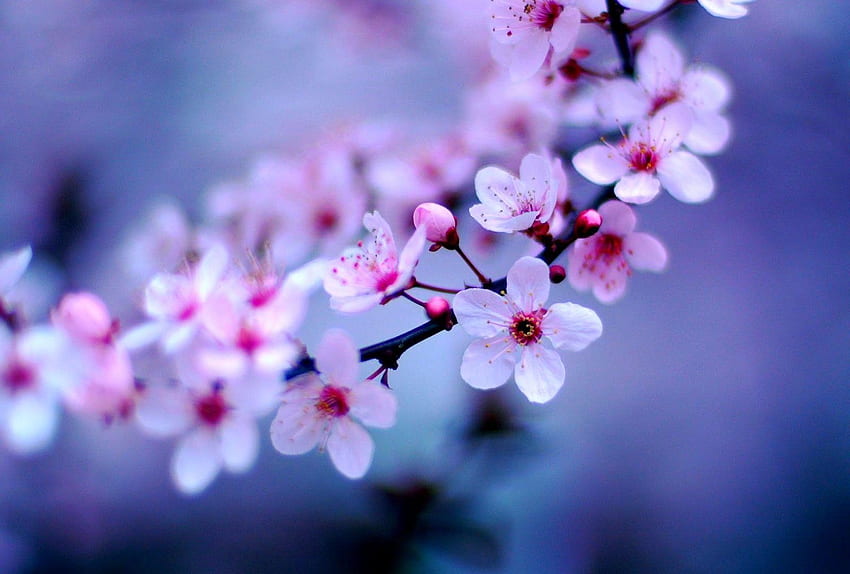 Sakura Tag : Цветове Sakura Wind Summer Spring Scatter, Pretty Japanese HD тапет