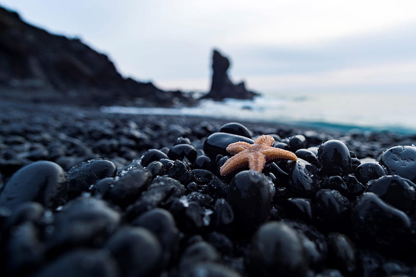 Batu, Kerikil, Bintang Laut, Makro, Bahari, Maritim Wallpaper HD