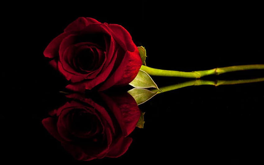 Dark Rose, Dark Red Flower HD wallpaper