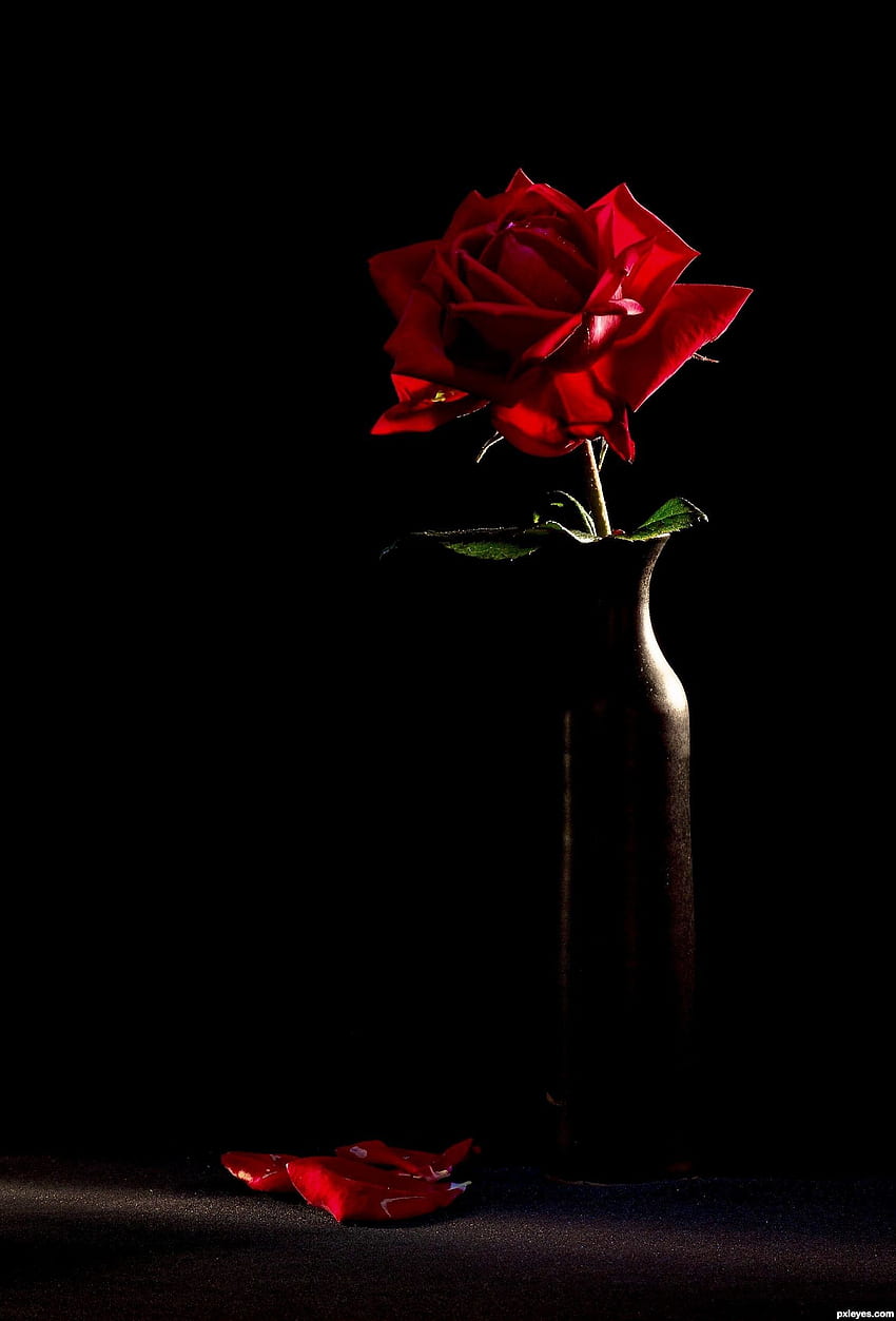 Red Rose Black Background, Black Rose Aesthetic HD phone wallpaper ...
