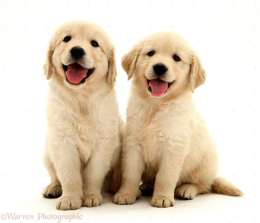 Сладки бели кученца голдън ретривър Mans - Сладки кученца голдън ретривър, сладък голдън ретривър HD тапет