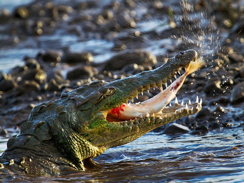 American Crocodile . American, Alligator HD wallpaper