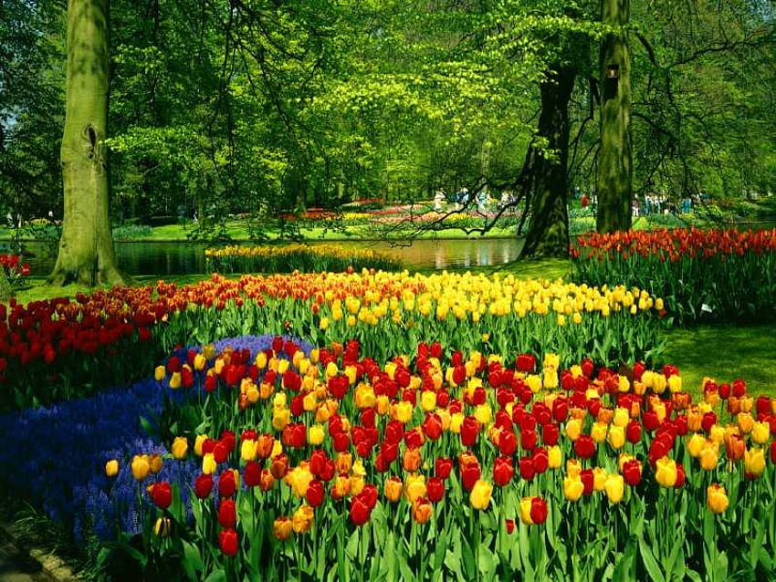 Tulipany, tulipan, kwiat, natura, las, drzewo Tapeta HD