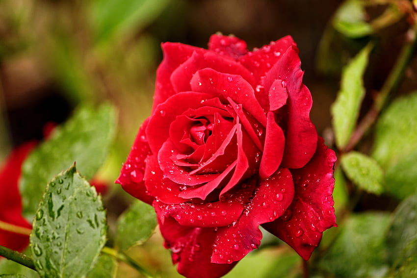 Rose mit Wassertröpfchen, Garten, schön, Duft, Duft, herrlich, Tropfen, Sommer, Rose, Blätter, nass, rot, Blume HD-Hintergrundbild
