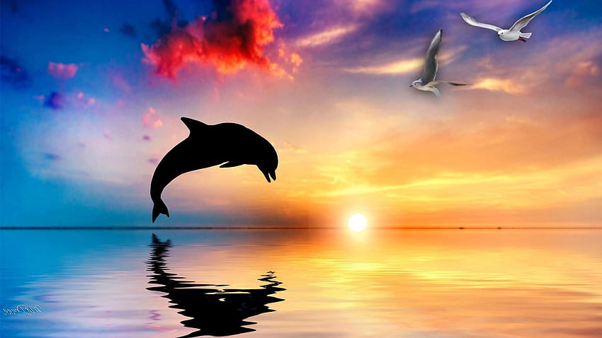 Dolphin, Dolphin Heart HD wallpaper