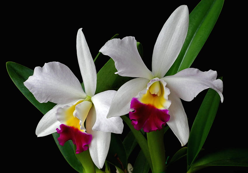 ดอกไม้, ใบไม้, ดอกไม้, Bicolor, Orchid, Exotic, Exotics, Two-Color วอลล์เปเปอร์ HD