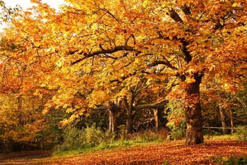 가을 시즌의 과수원, 과수원, 나무, 자연, 단풍 HD 월페이퍼