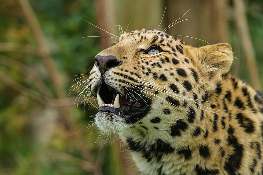 Animali, Leopardo dell'Amur, Leopardo, Sorriso, Muso, Predatore Sfondo HD
