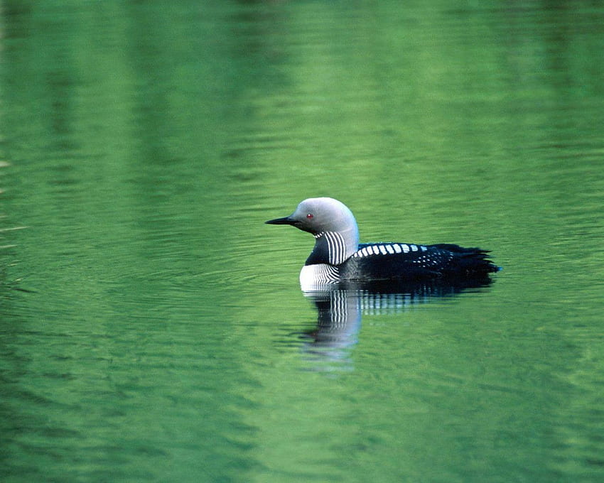 Loon [] for your , Mobile & Tablet. Explore Loon . Loon for Computer, Minnesota Common Loon Border, Common Loon Border HD wallpaper