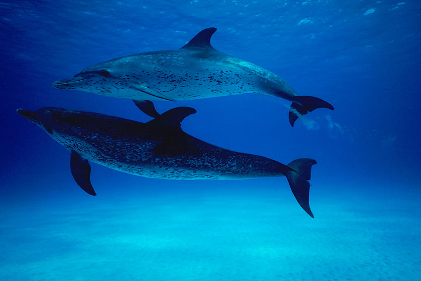 Delfini, blu, animale, impressionante, graphy, delfino, bello, fresco, acqua Sfondo HD