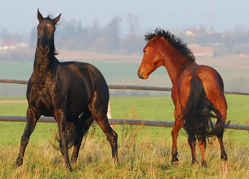 Kuda Menari, hewan, kuda, cavalo Wallpaper HD
